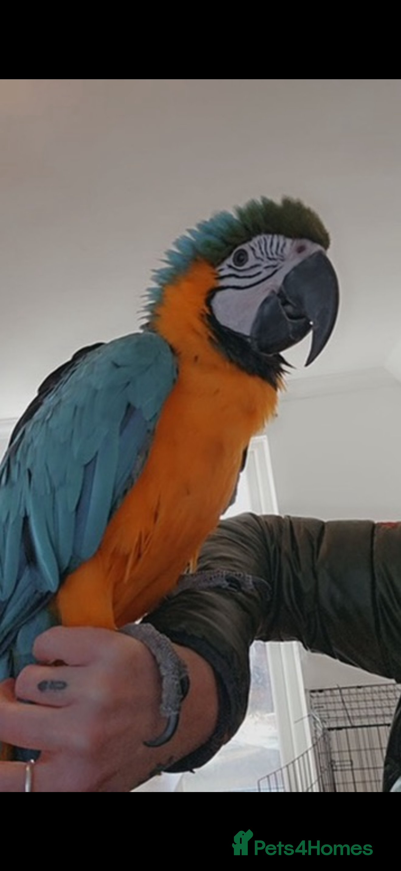 Macaws birds Blue and gold macaw  - Advert 3