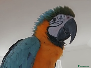 Macaws birds Blue and gold macaw - Advert 1