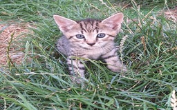 Mixed Breed cats for sale: Half Bengal kittens  - Image 3
