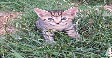 Mixed Breed cats - Advert 5