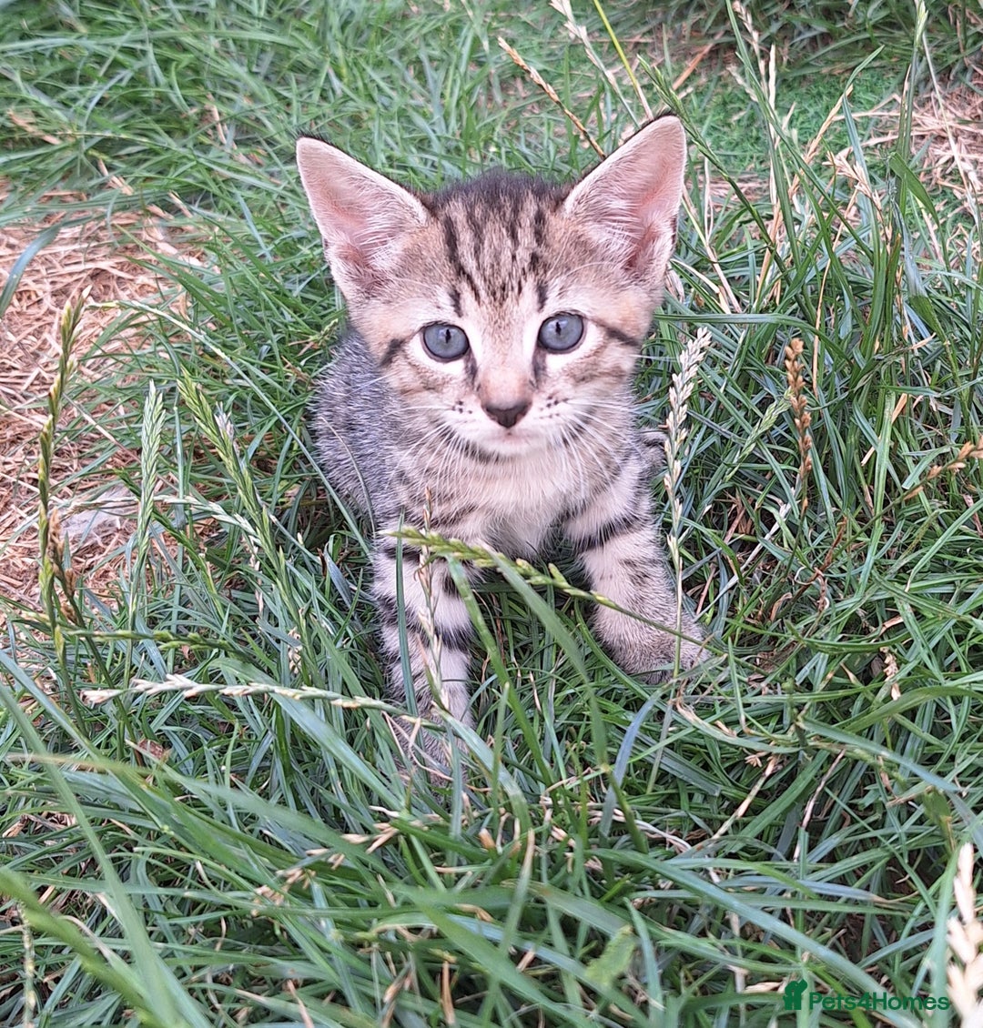 Mixed Breed cats for sale: Half Bengal kittens  - Image 3