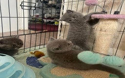 British Shorthair cats for sale: Pure british  shorthair  kittens  - Image 21