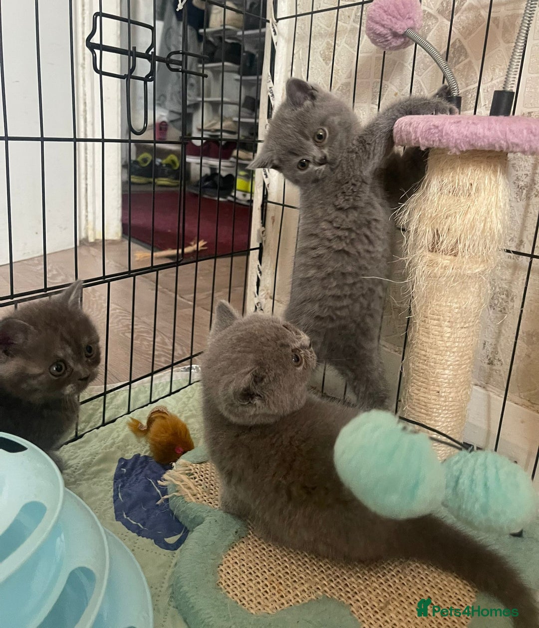 British Shorthair cats for sale: Pure british  shorthair  kittens  - Image 21
