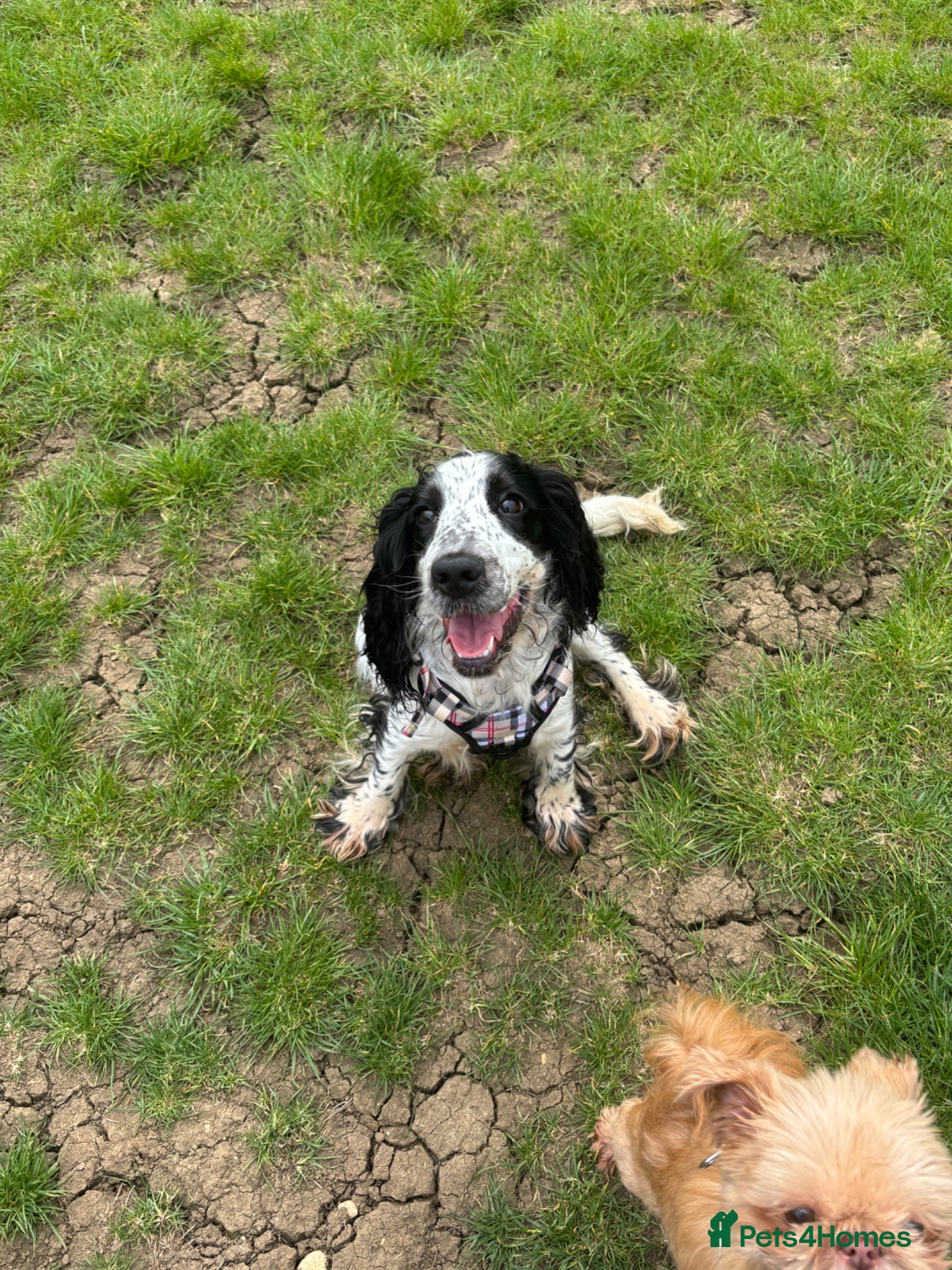 Cocker Spaniel dogs Cocker spaniel 10 months - Advert 1