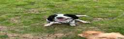Cocker Spaniel dogs for sale: Cocker spaniel 10 months - Advert 1