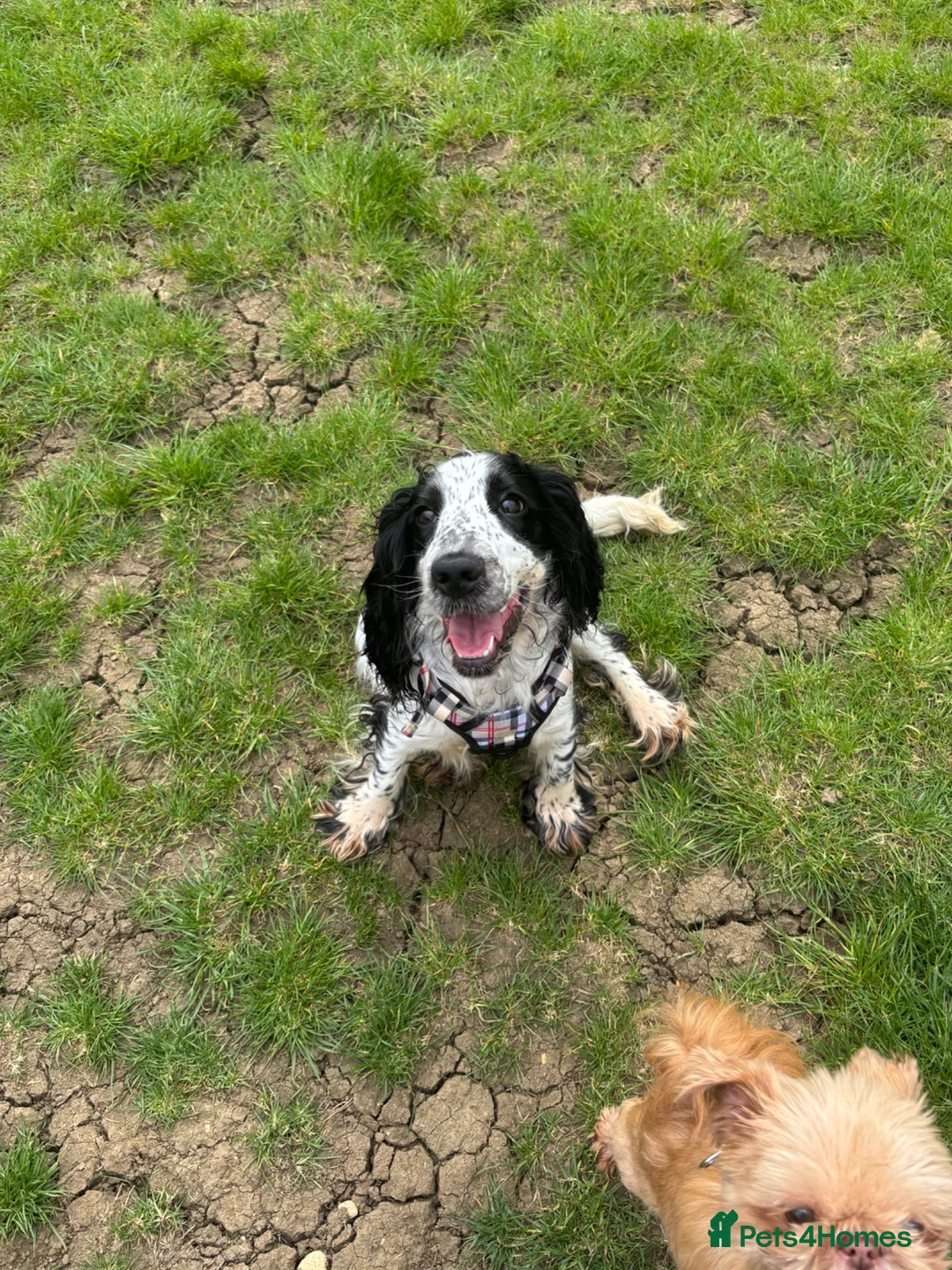 Cocker Spaniel dogs for sale: Cocker spaniel 10 months - Advert 1