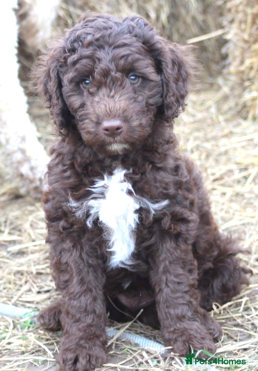 Australian Labradoodle dogs for sale: Health Tested ✔️ BOTH✔️ Parents HIP& ELBOW scored - Advert 34