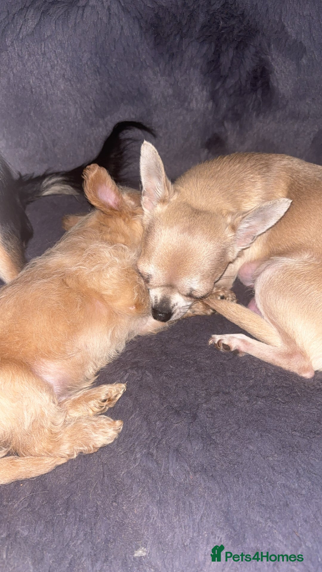 Chipoo dogs for sale: ChiPoo Puppies  - Advert 3