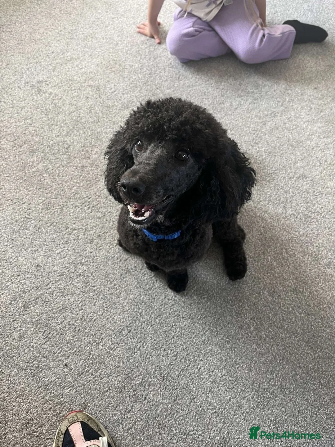 Toy Poodle dogs for stud: Toy poodle for stud  in Bradford - Advert 2