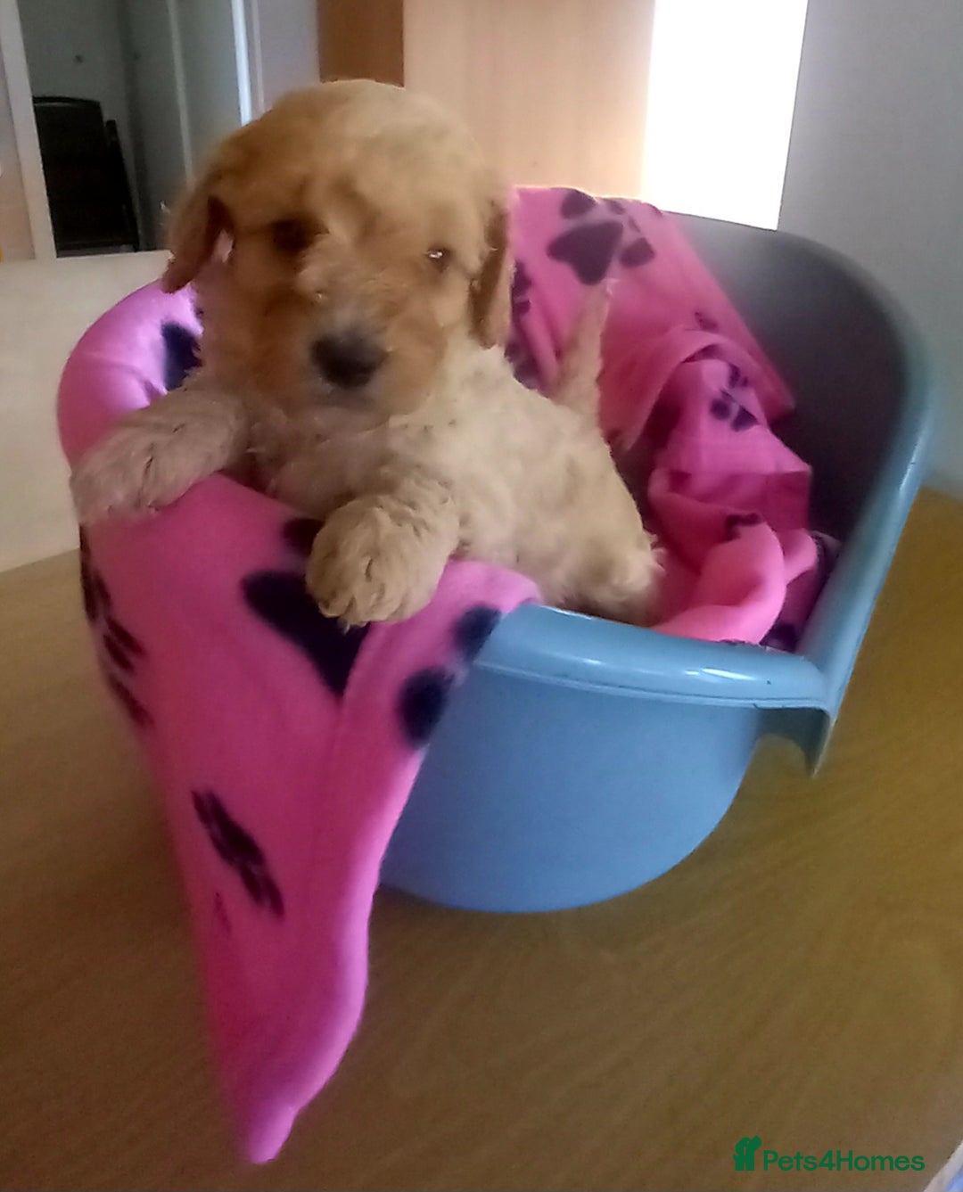 Cavapoo dogs for sale: 6 beautiful cavapoo puppies - Advert 4