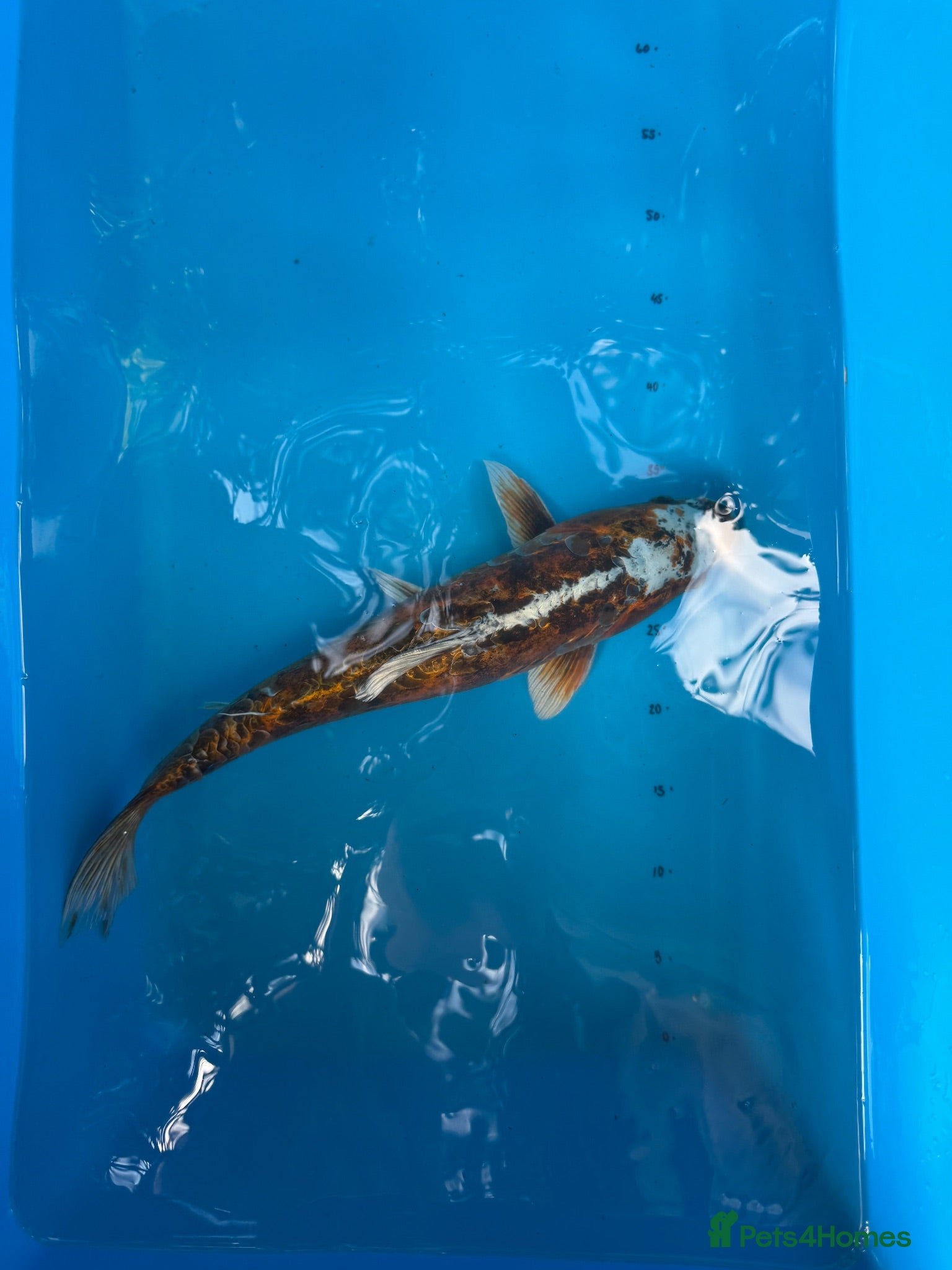 Koi Carp fish 4 Year Old Male Metallic Koi - Advert 1