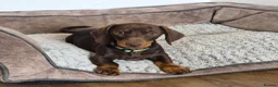 Miniature Dachshund dogs for sale: KC REGISTERED QUALITY PUPS  - Advert 1