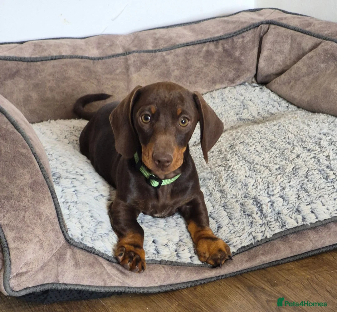 Miniature Dachshund dogs for sale: KC REGISTERED QUALITY PUPS  - Advert 1
