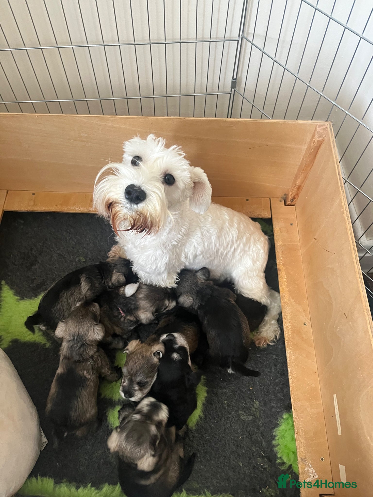 Miniature Schnauzer dogs Kc reg miniature schnauzer pups - Advert 1