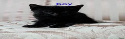 Mixed Breed cats for sale: Black floofy kittens, ready to go 🥰 - Advert 3