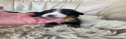 Bernese Mountain Dog dogs for sale: Stunning boys and girls - Advert 12