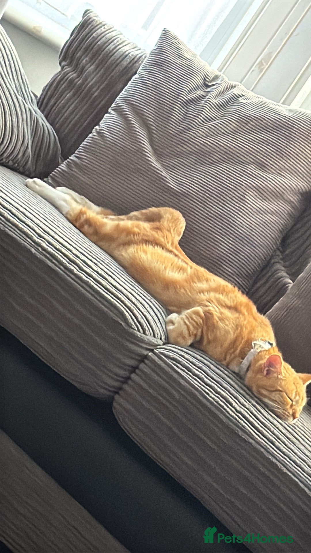 Domestic Shorthair cats for sale: Need to rehome my beautiful cats.  - Image 2