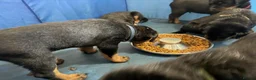 Rottweiler dogs for sale: ⊞⊞super Classic Family Companion pups⊞⊞ in Worthing - Advert 6