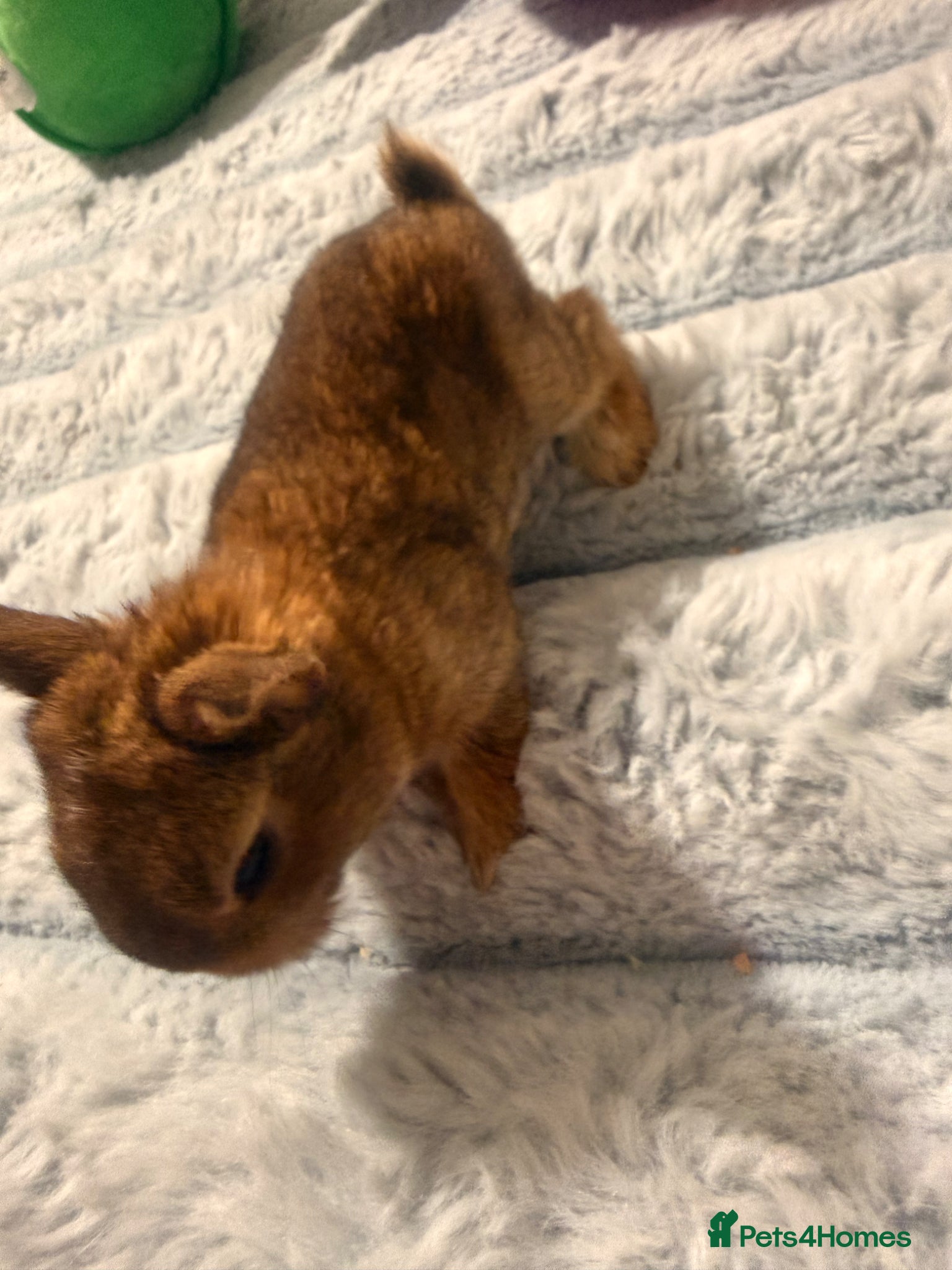 Mixed Breed rabbits for sale: Bunnies for sale - Advert 4