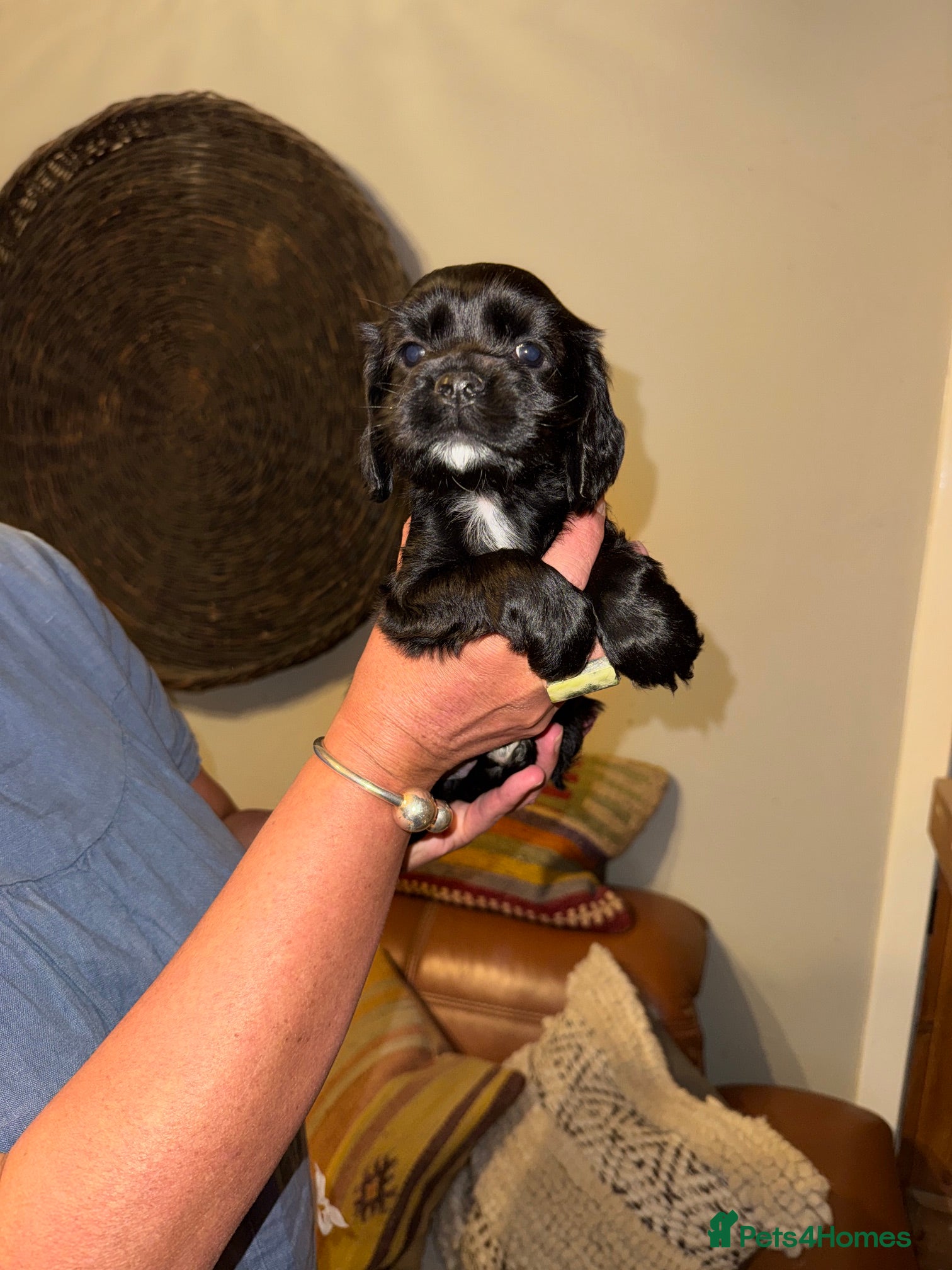 Mixed Breed dogs for sale: Stunning Colonial Cocker Spaniel Girls - Advert 15