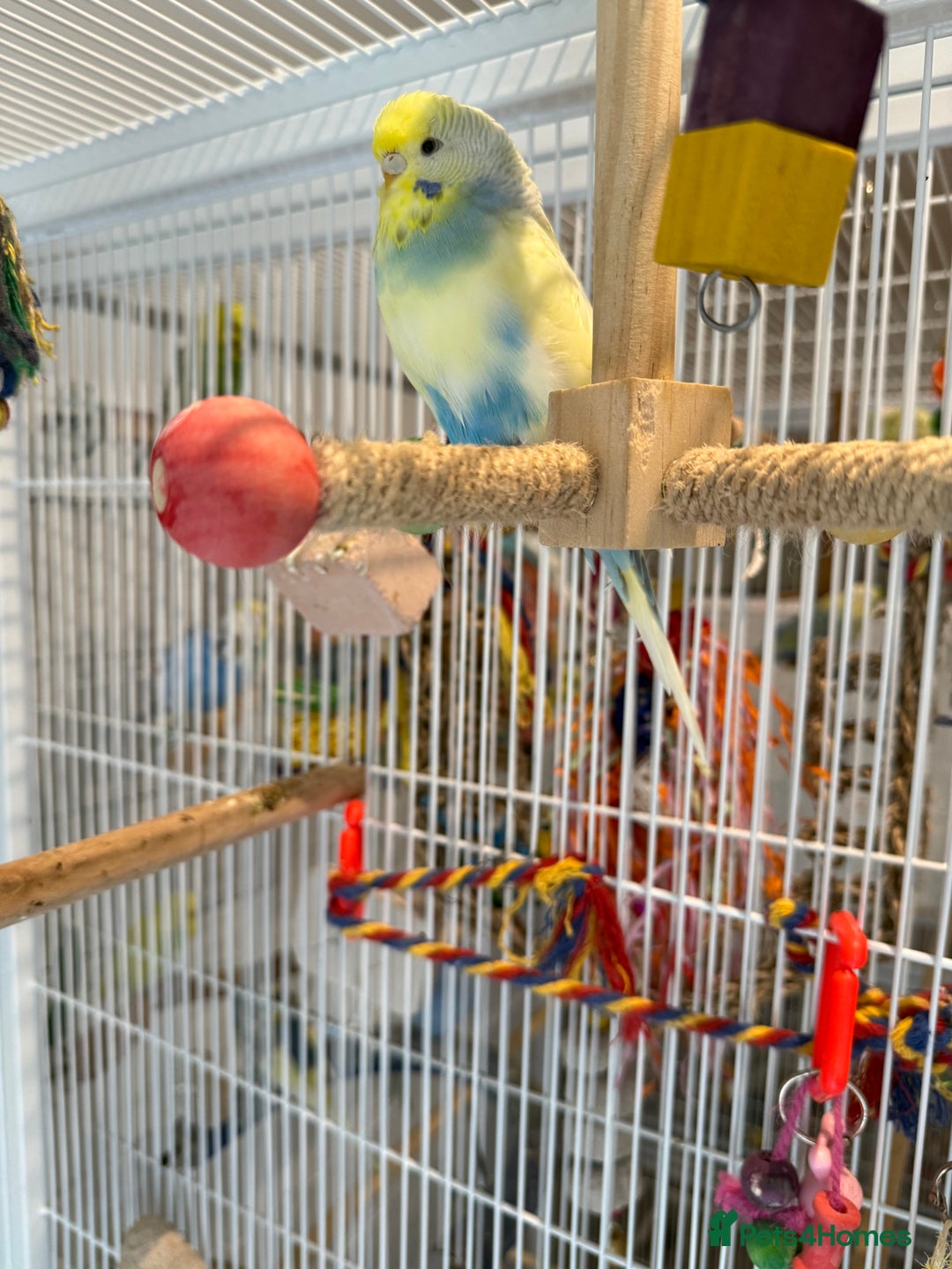 Budgerigars birds for sale: Bonded budgies for sale  - Image 2