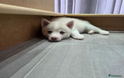 Siberian Husky dogs for sale: Perfect Mini Husky puppies - Image 4