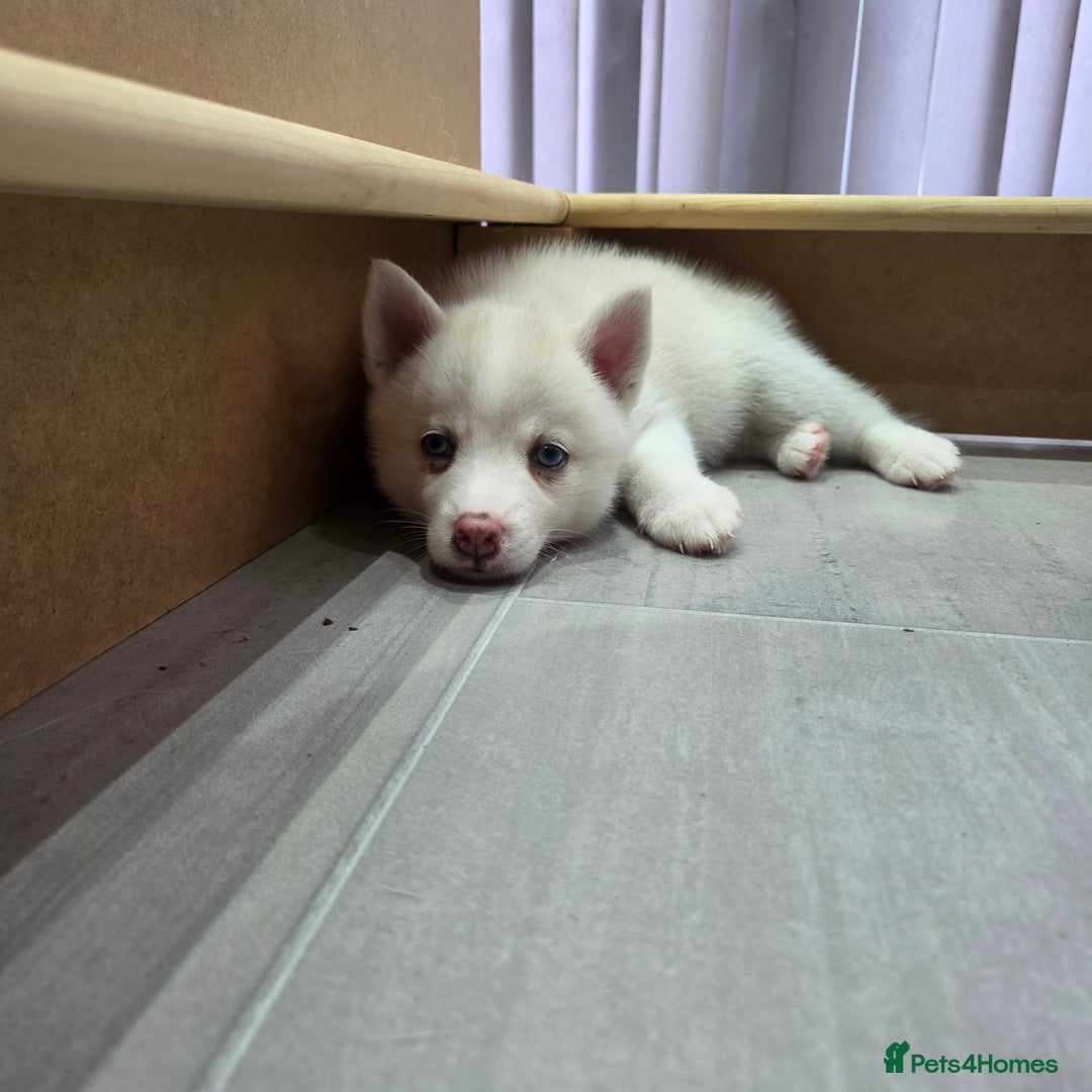 Siberian Husky dogs for sale: Perfect Mini Husky puppies - Image 4