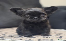 French Bulldog dogs for sale: Beautiful French Bulldogs Males  - Advert 3