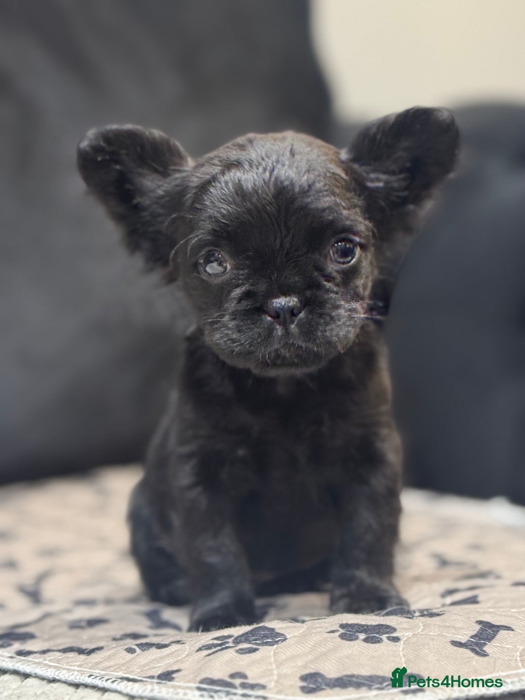 French Bulldog dogs for sale: Beautiful French Bulldogs Males  - Advert 3