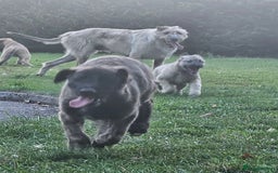 Irish Wolfhound dogs for sale: Irishwolfhounds for sale - Image 1