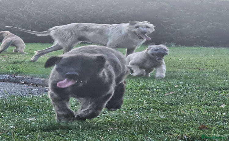 Irish Wolfhound dogs - Advert 1