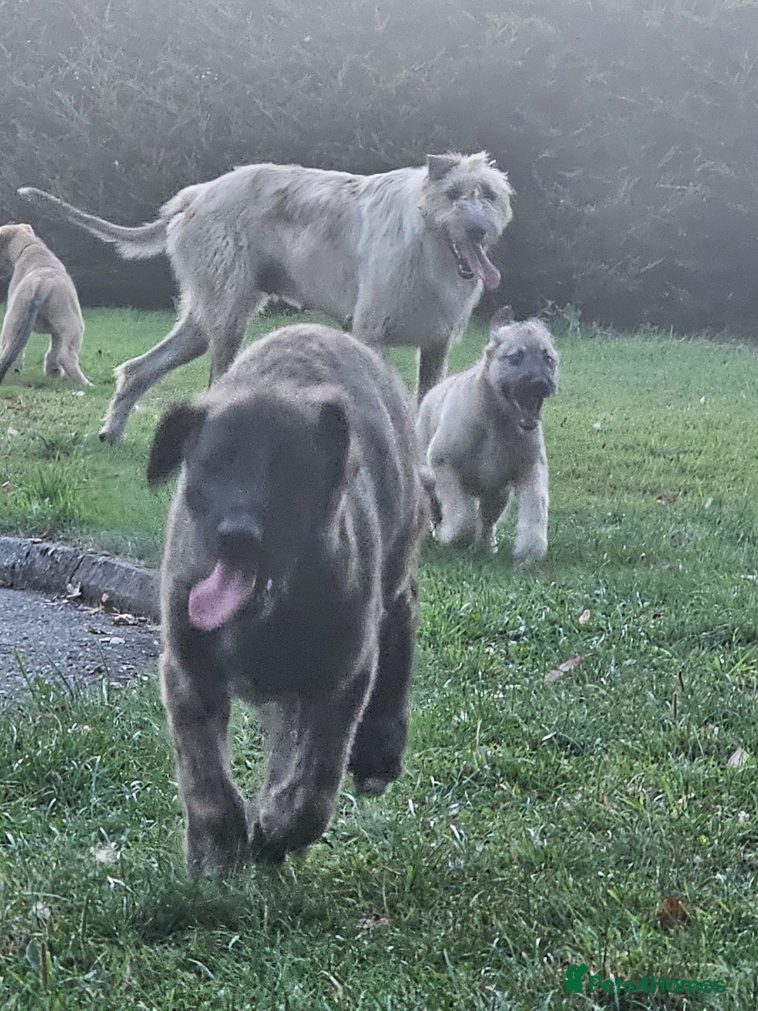 Irish Wolfhound dogs for sale: Irishwolfhounds for sale - Image 1