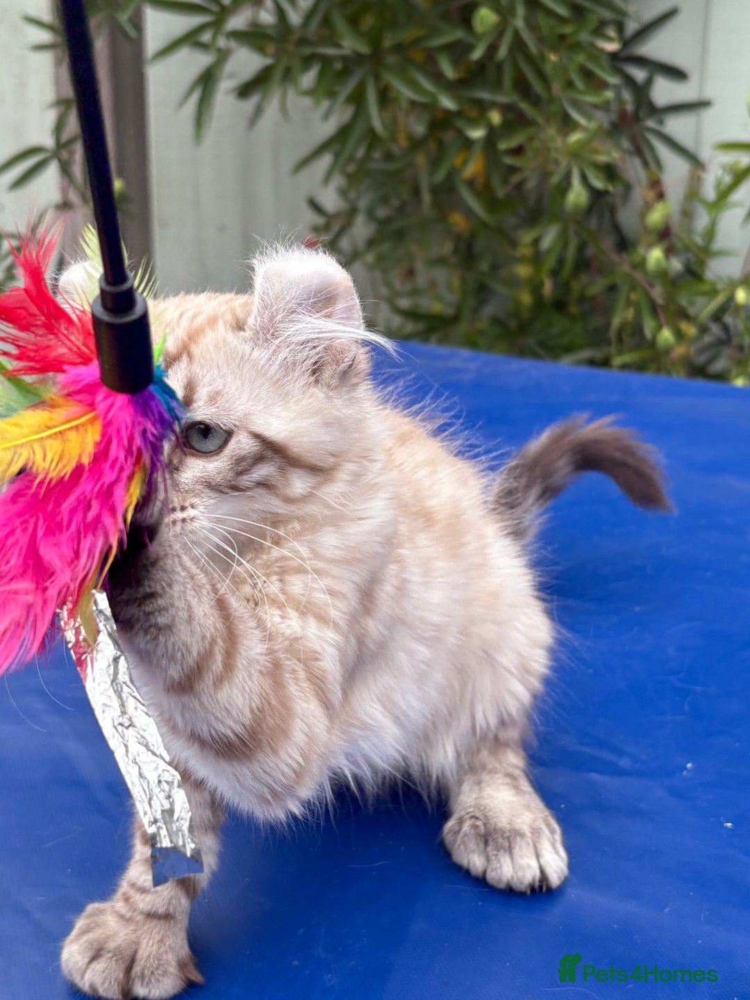 Savannah cats for sale: Breath taking rare girl - Image 17