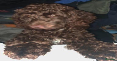 Cockapoo dogs F2 cockapoos  - Advert 2