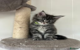 Maine Coon cats for sale: Pedigree GCCF reg Maine Coon kittens for sale  - Image 5