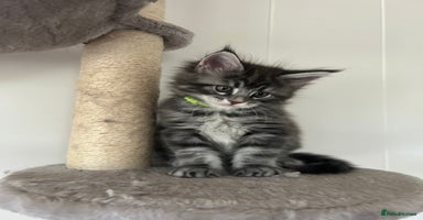 Maine Coon cats - Advert 5