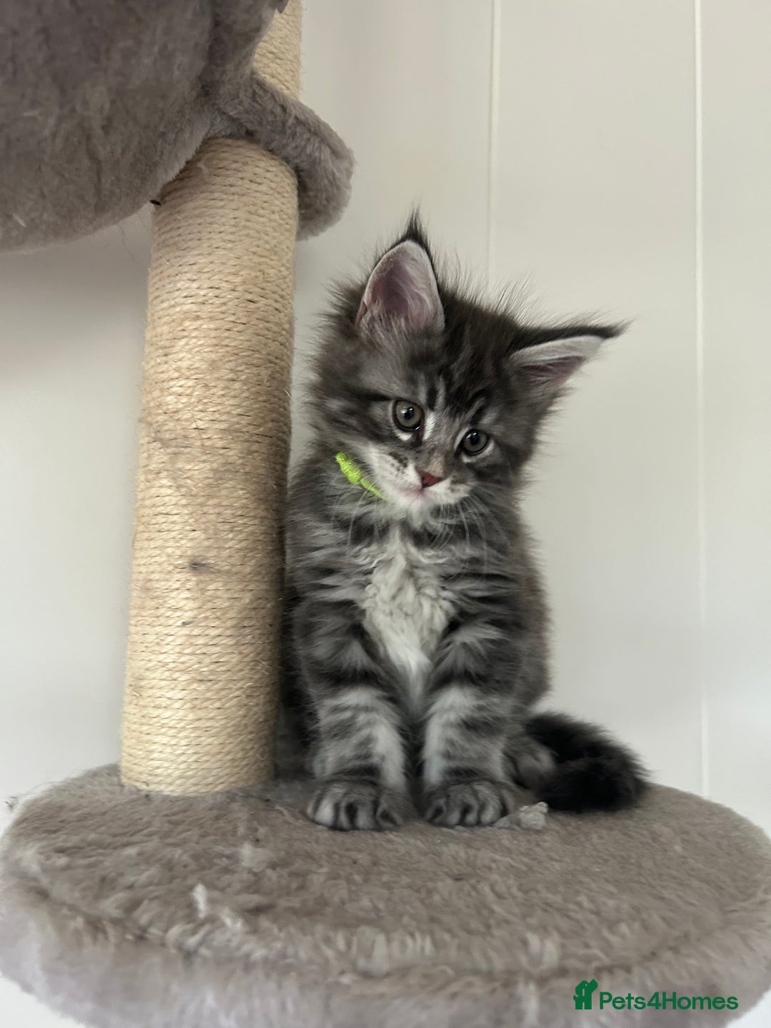 Maine Coon cats for sale: Pedigree GCCF reg Maine Coon kittens for sale  - Image 5