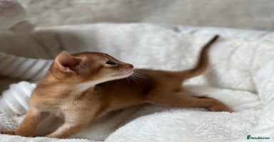 Abyssinian cats - Advert 7