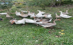 Geese poultry for sale: Mixed Flock Of Geese For Sale - Image 4