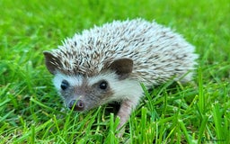 Pygmy Hedgehog rodents for sale: African Pygmy Hedgehog Hoglets  - Image 7