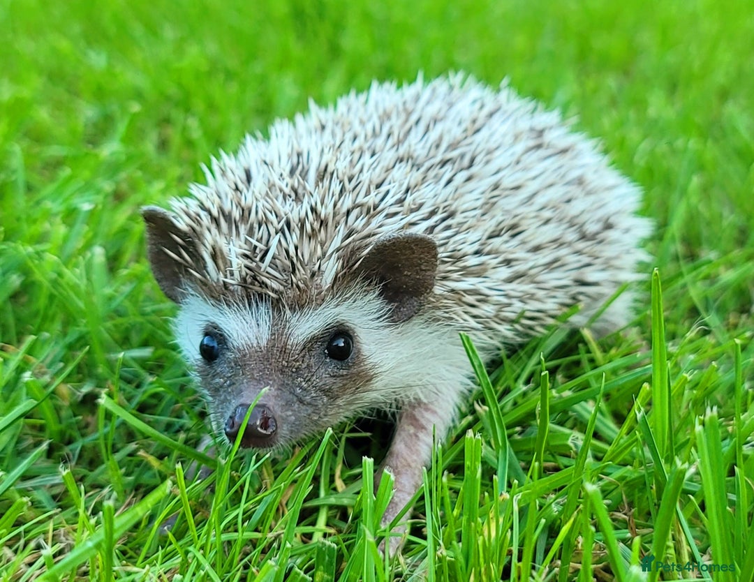 Pygmy Hedgehog rodents for sale: African Pygmy Hedgehog Hoglets  - Image 7