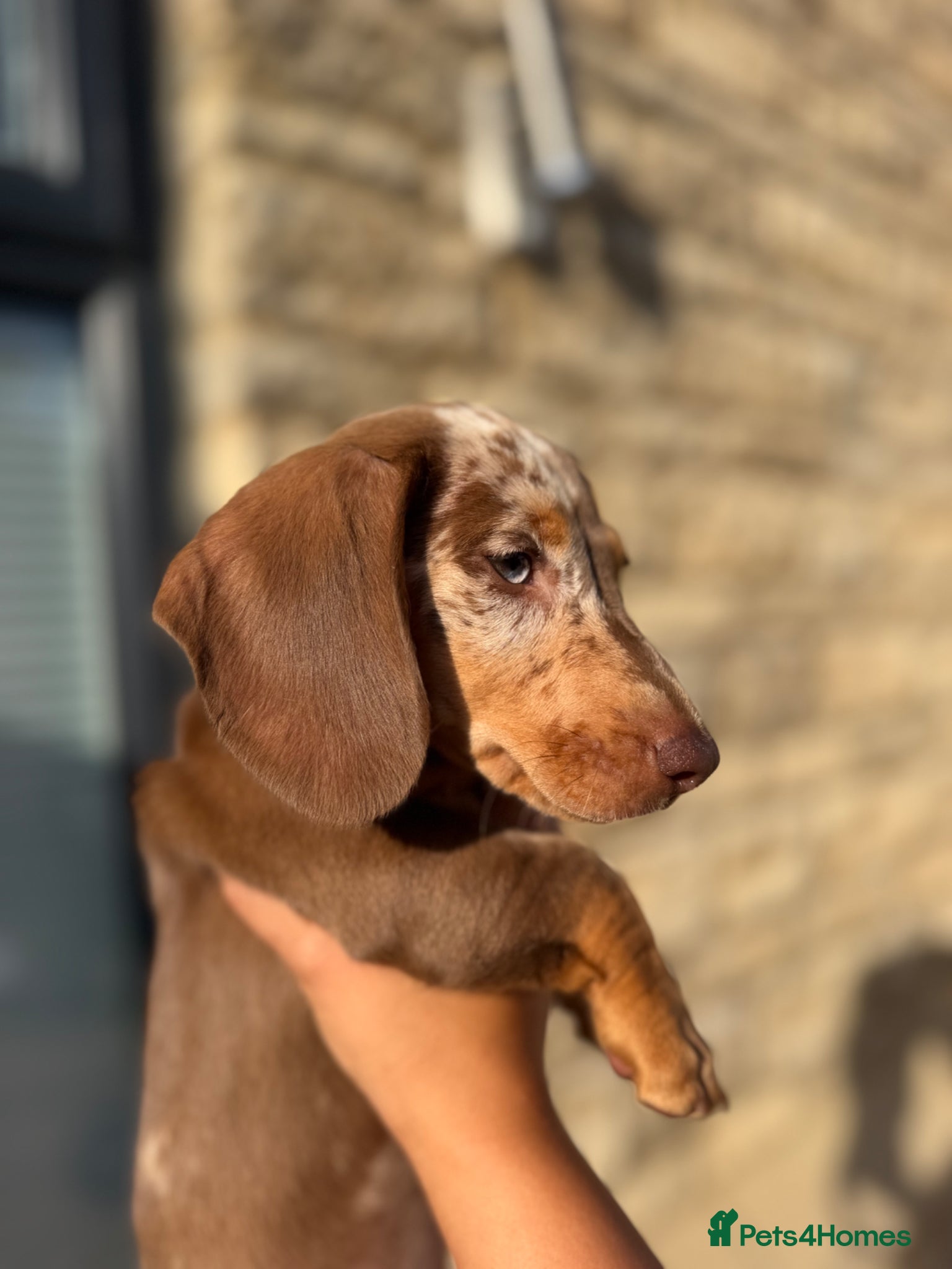 Miniature Dachshund dogs Beautiful dapple girl🤍 - Advert 16
