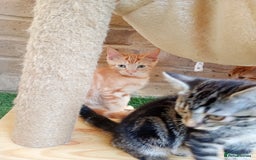 British Shorthair cats for sale: Beautiful British shorthair kittens 90£ for two in West Drayton - Image 13