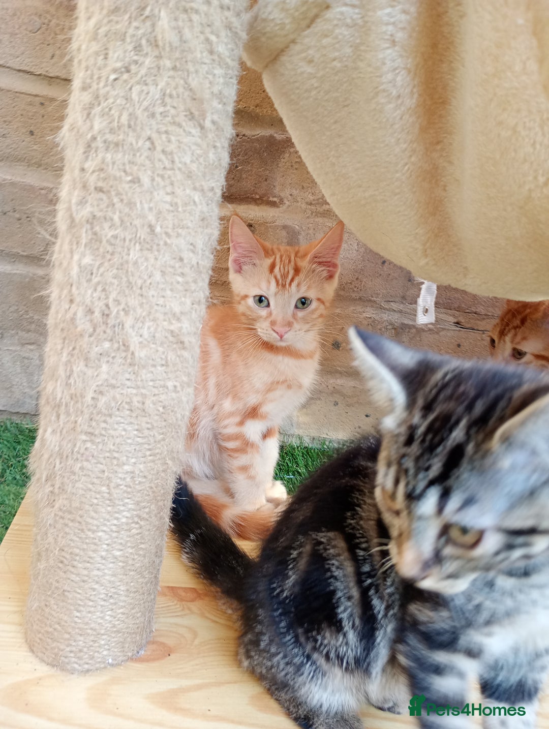 British Shorthair cats for sale: Beautiful British shorthair kittens 90£ for two in West Drayton - Image 13