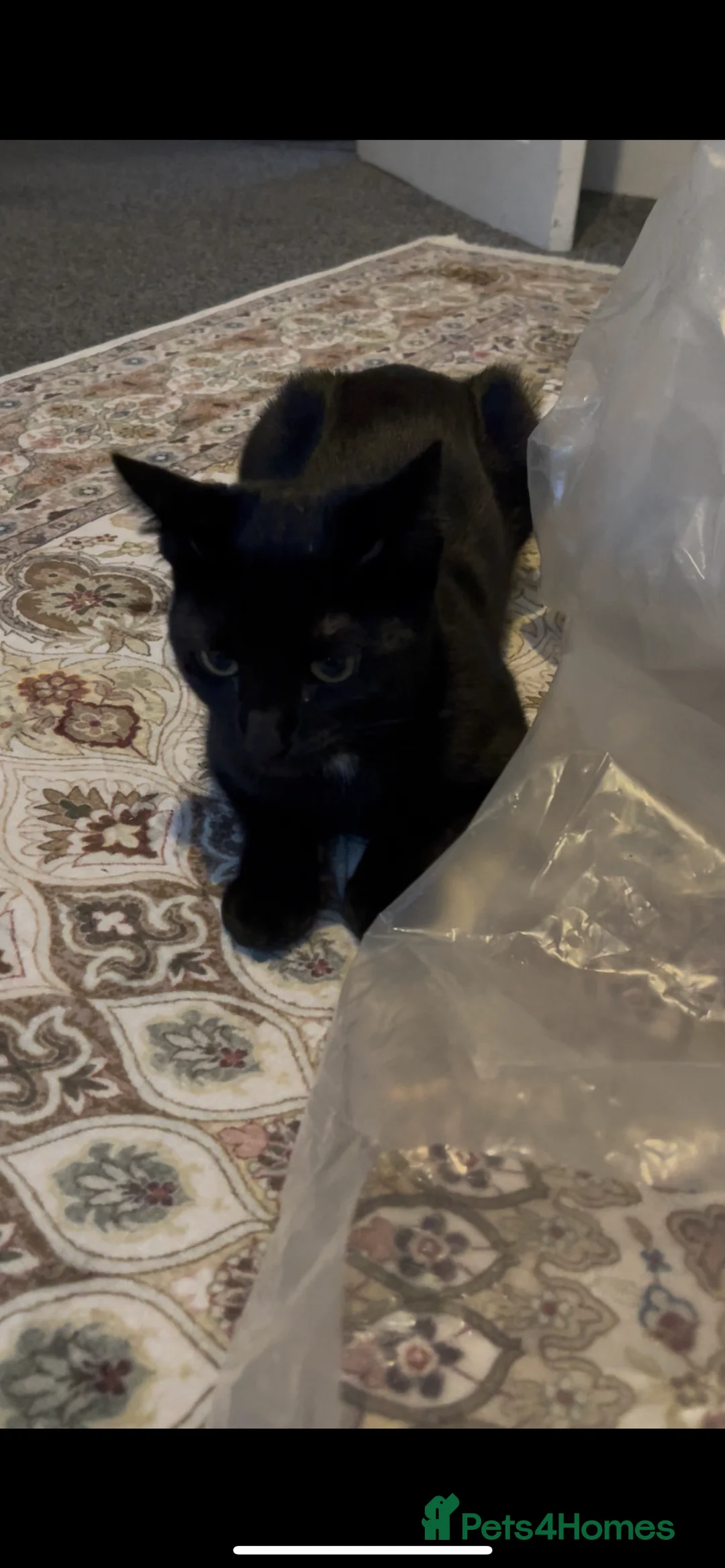 British Shorthair cats for sale: Kleo for sale - Advert 10