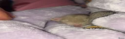Rat rodents for sale: Stunning litter of Dumbo rats. - Advert 11