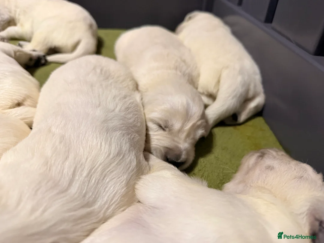 Golden Retriever dogs for sale: 9 KC SHOW TYPE GOLDEN RETRIEVER  - Advert 2