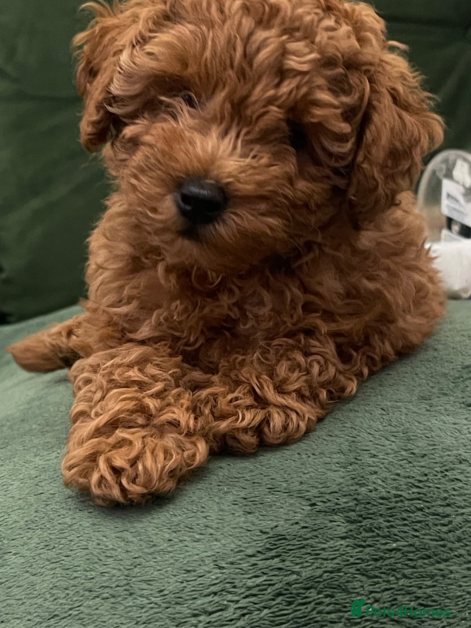 Poochon dogs Red Toy Poodle with an 1/8 Bichon - Advert 4
