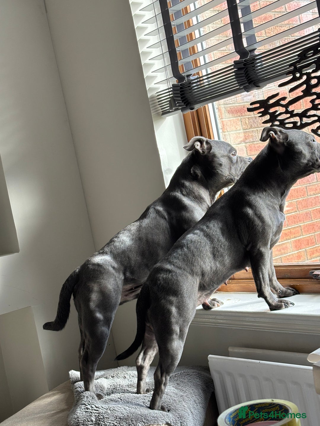 Staffordshire Bull Terrier dogs for sale: Pure Pedigree Blue Staffie Pups - Advert 3
