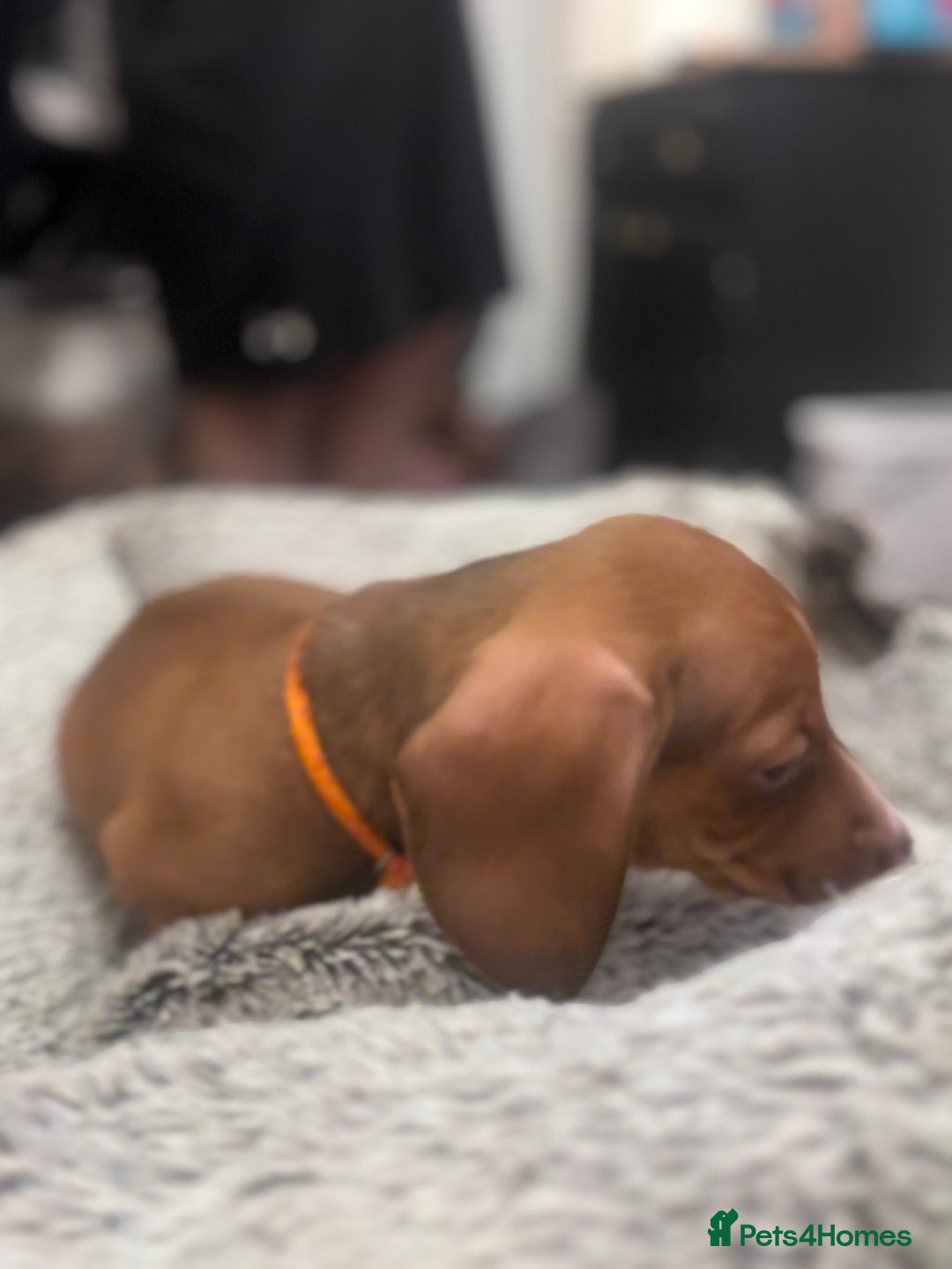Dachshund dogs for sale: 2 red miniature dachshund puppies - Advert 5